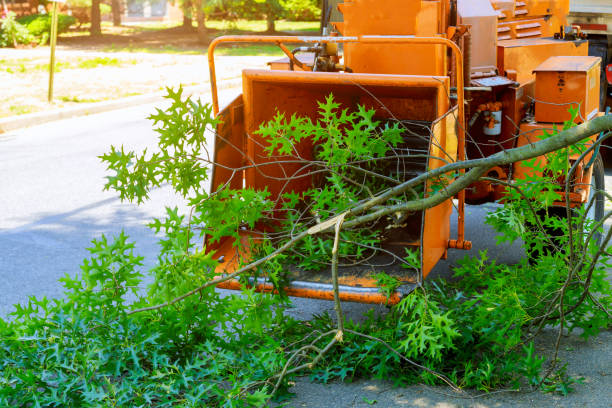  Gallup, NM Tree Care Services Pros