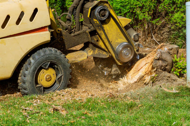 Best Artificial Turf Installation  in Gallup, NM