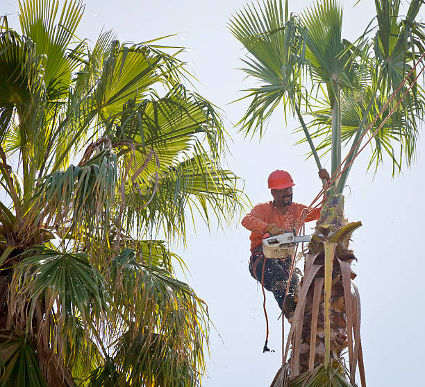 Best Commercial Tree Services  in Gallup, NM