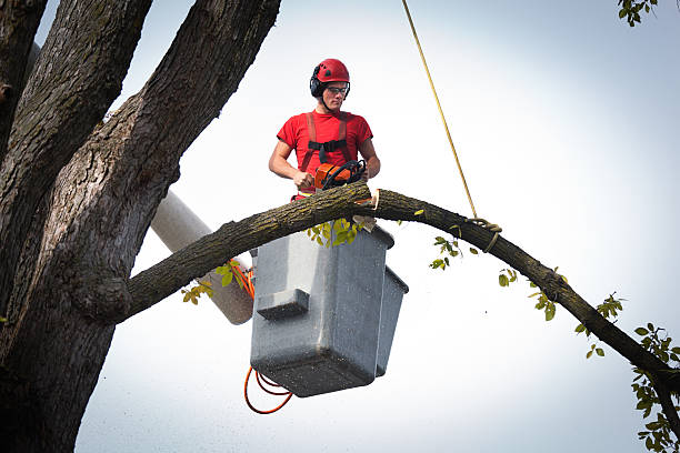 How Our Tree Care Process Works  in  Gallup, NM