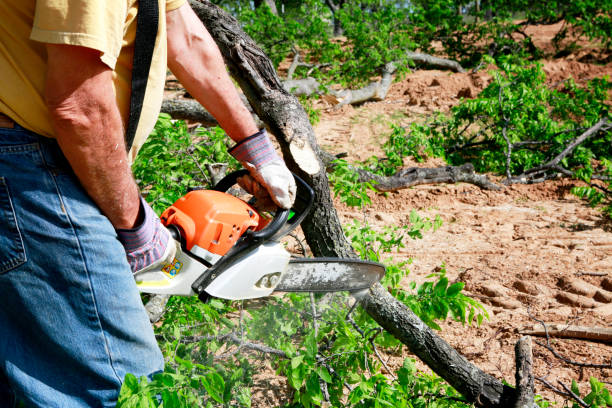 Best Storm Damage Tree Cleanup  in Gallup, NM